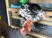 9 week old chicks for sale (only these two beauties left)