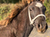 Section D - Colt - 5 Months Old