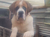 St Bernard boy for sale