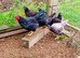 Cornish Game Bantam Pullets (females) & Stags (males)