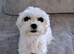 F1 teacup asian Maltipoo Ready for new homes