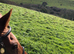 Looking for a horse