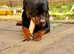 KC Registered Rottweiler Stud &ndash; 2 Years Old