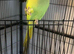 Beautiful active Indian ringneck
