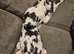 Harlequin great dane