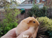 Baby guinea pigs BLACKPOOL AREA