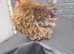 3 mix bantam chickens