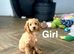 Gorgeous puppies ready for family homes