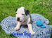 Staffordshire Bull Terrier puppies