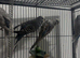 Baby Budgies available £75 a pair