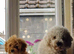 Adult Poochon Girl Apricot dwarf type