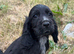 Show type cocker spaniel puppies