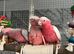 Baby Friendly HandReared Super Tame Cuddly Galah Cockatoo Parrot,26