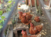 8 x in lay 6 month old lohman brown/isa brown/ commercial brown laying hens