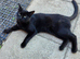 Loving Indoor/Outdoor Pair: Handsome White Male & Sweet Black Female Seeking Forever Home!