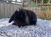 Pure mini lops.