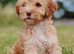 Rare double curly coat sprockerpoo puppies