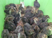 36 Quail Chicks 12 Days old