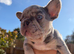Beautiful French Bulldog Puppies - 3 Girls & 1 Boy