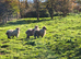 3x Vampshire lambs ( Valías Black Nose z Hampshire)