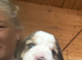 top world, champion,pedigree, lines, Beagle puppies