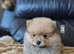 1 pomeranian boy