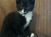 Beautiful kittens for sale