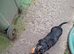 Gorgeous silver dapple miniature Dachshund girl
