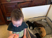 Handsome Spaniel x Labrodor Puppies