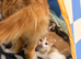 Beautiful Ginger Kittens Looking for Loving Homes