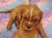 Beautiful cavalier King Charles puppies