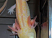 Hypo Axolotl babies