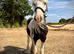 Sweet Yearling Cob Colt to make 13.2
