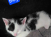 Mixed british Longhair kittens are looking for loving homes.