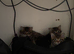 Kittens for sale