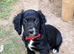 Working Cocker Spaniel Puppies