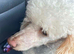 Female toy poodle