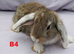 Cute & Loving French x Mini Lop Males Ready!!!