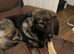 2 year old GSD x Caucasian girl