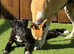 Beddlington whippet x whippet