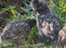 Pair of blue Aruacanas
