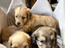 Daxi poo puppies
