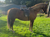Beautiful sec B Mare