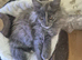 Maine coon (SOLD)