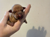 Patterdale terrier