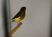 Herz roller green canary cock