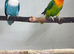 Pair of Fischer lovebirds