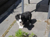 Looking for forever homes