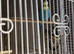 6 month old boy and cage