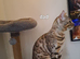 Last Bengal boy